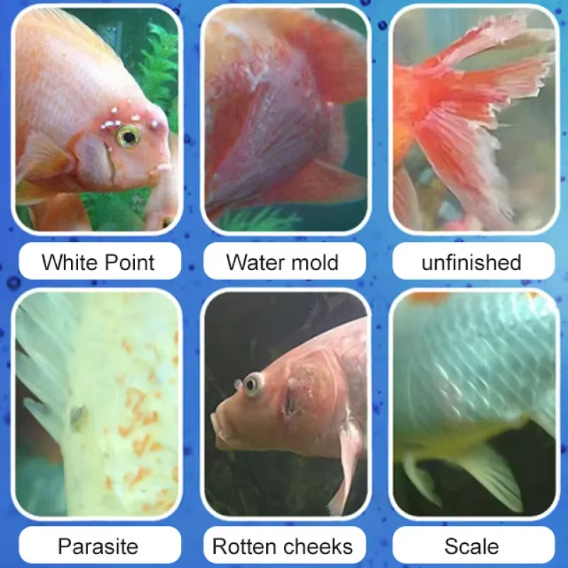 SIKEZHAN Fish Disease Treatmen - Water Soluble Stabilizer ulasan dan harga